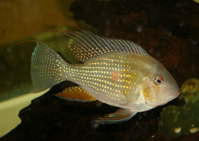 Acarichthys heckelii